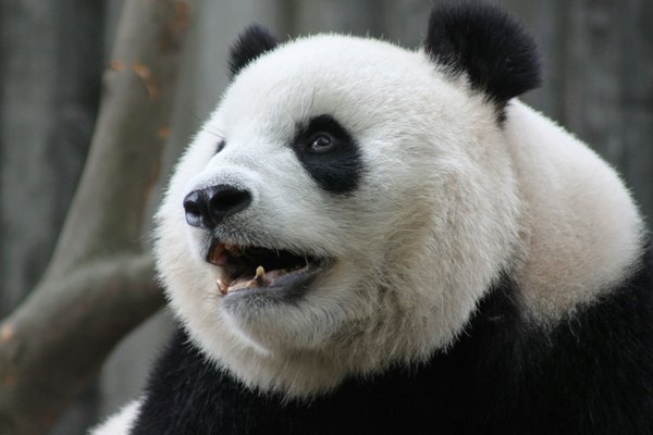 Comment participer à une expédition de conservation des pandas géants en Chine : périodes et conseils pratiques ?